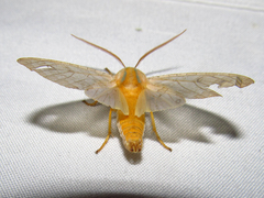 Halysidota tessellaris