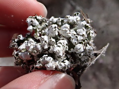Cladonia prostrata
