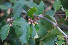 Rhus ovata