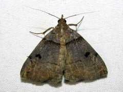 Zanclognatha laevigata