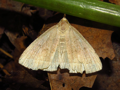 Zanclognatha marcidilinea