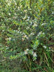 Olearia solandri
