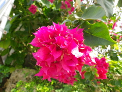 Bougainvillea