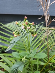 Crassocephalum crepidioides