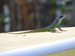 Anolis extremus