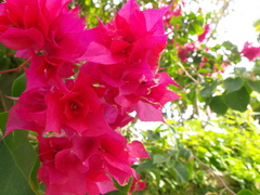 Bougainvillea