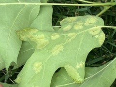 Taphrina caerulescens
