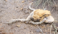 Bufo gargarizans