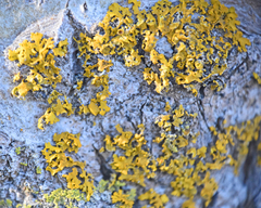 Xanthomendoza fallax