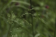 Poa palustris