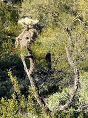 Cylindropuntia fulgida