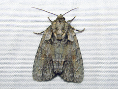 Acronicta ovata