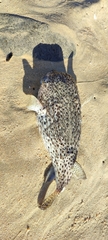 Diodon hystrix