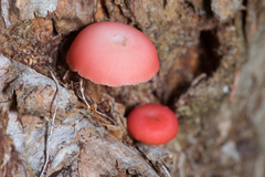 Mycena roseilignicola