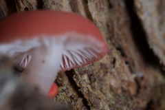 Mycena roseilignicola