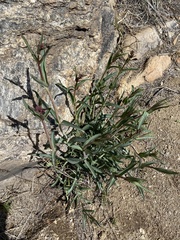 Penstemon parryi