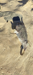 Diodon hystrix