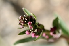 Penstemon parryi