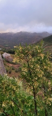 Ornithostaphylos oppositifolia