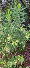 Ornithostaphylos oppositifolia