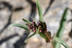 Penstemon parryi