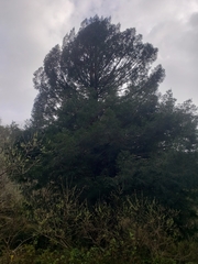 Sequoia sempervirens