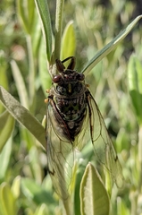 Amphipsalta zelandica