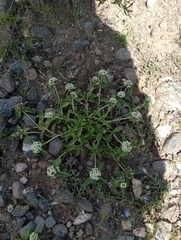 Mitracarpus megapotamicus