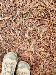 Sequoia sempervirens