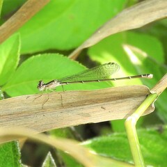 Nehalennia pallidula