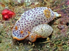 Chromodoris aspersa