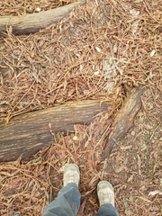 Sequoia sempervirens