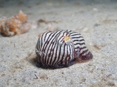 Sepioloidea lineolata