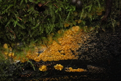 Calycina confluens