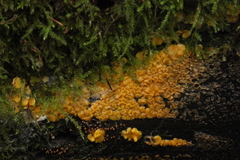 Calycina confluens