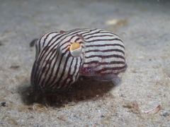 Sepioloidea lineolata