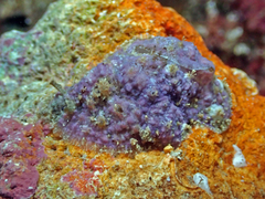 Dolabrifera dolabrifera