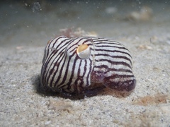 Sepioloidea lineolata