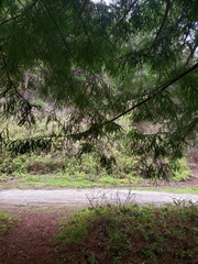 Sequoia sempervirens