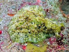 Dolabrifera brazieri