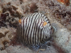 Sepioloidea lineolata