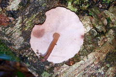 Neodictyopus dictyopus