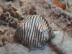 Sepioloidea lineolata