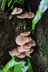 Neodictyopus dictyopus