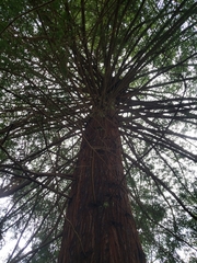 Sequoia sempervirens