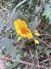 Cochlospermum vitifolium