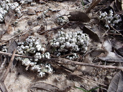 Cladonia prostrata