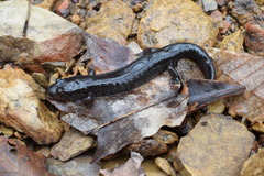 Desmognathus conanti