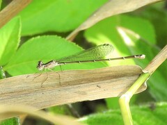 Nehalennia pallidula