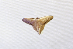 Idaea speciosa